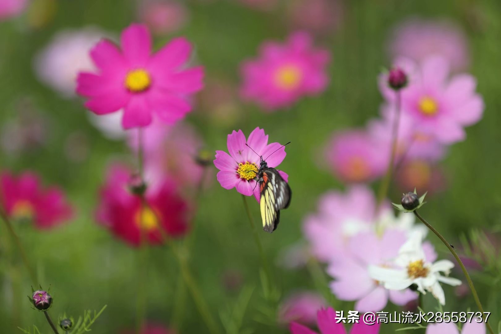 格桑花寓意是什么（生命力顽强的一种花有这么美好的含义）