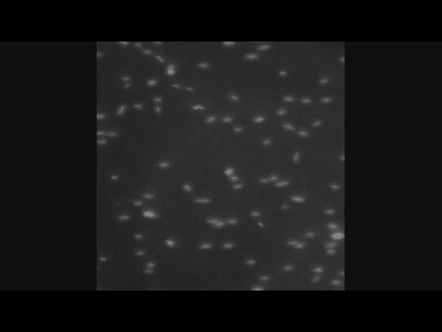 中科院電工所陳海濤 等：趨磁細(xì)菌運(yùn)動(dòng)學(xué)特性分析及與鞭毛的關(guān)系