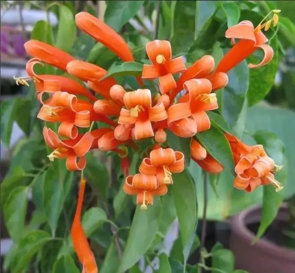 160種· 奇花異草,絕對有你沒見過的! 「下部分」