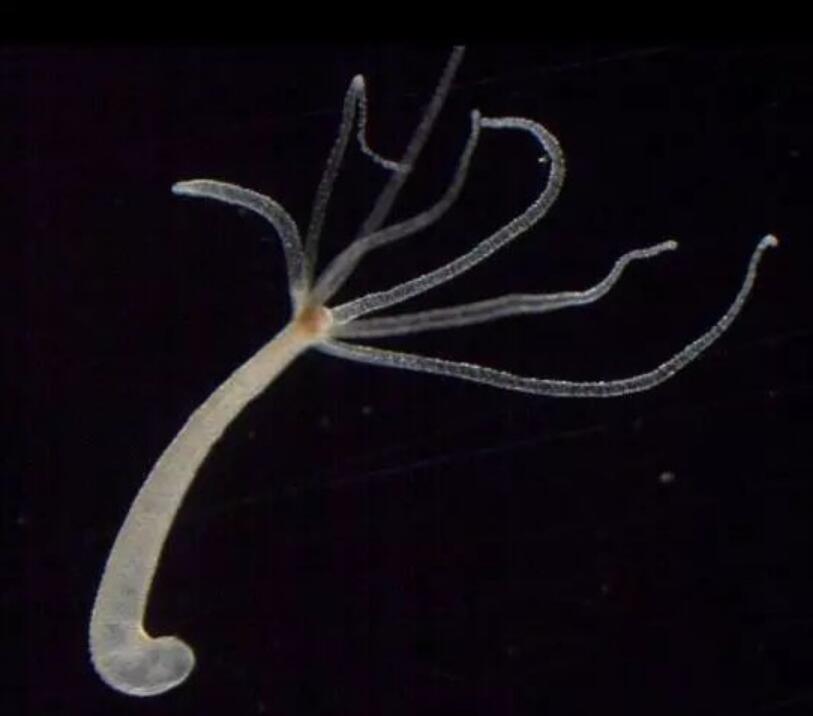 灯塔水母永生不死的生物神奇的密码