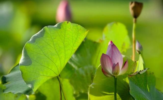 不刻意去追求，才有大出息