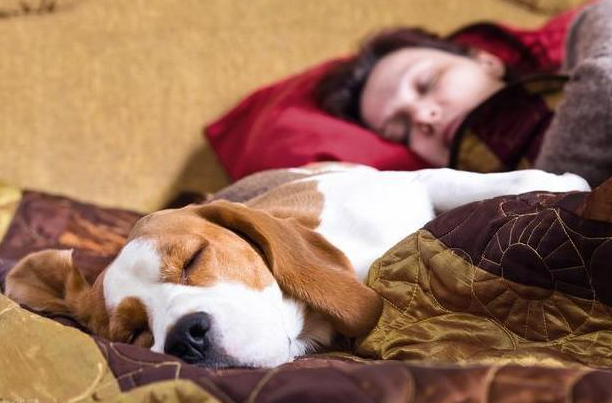 喜欢和狗狗一起睡，是因为下面几个好处，你中招了吗？