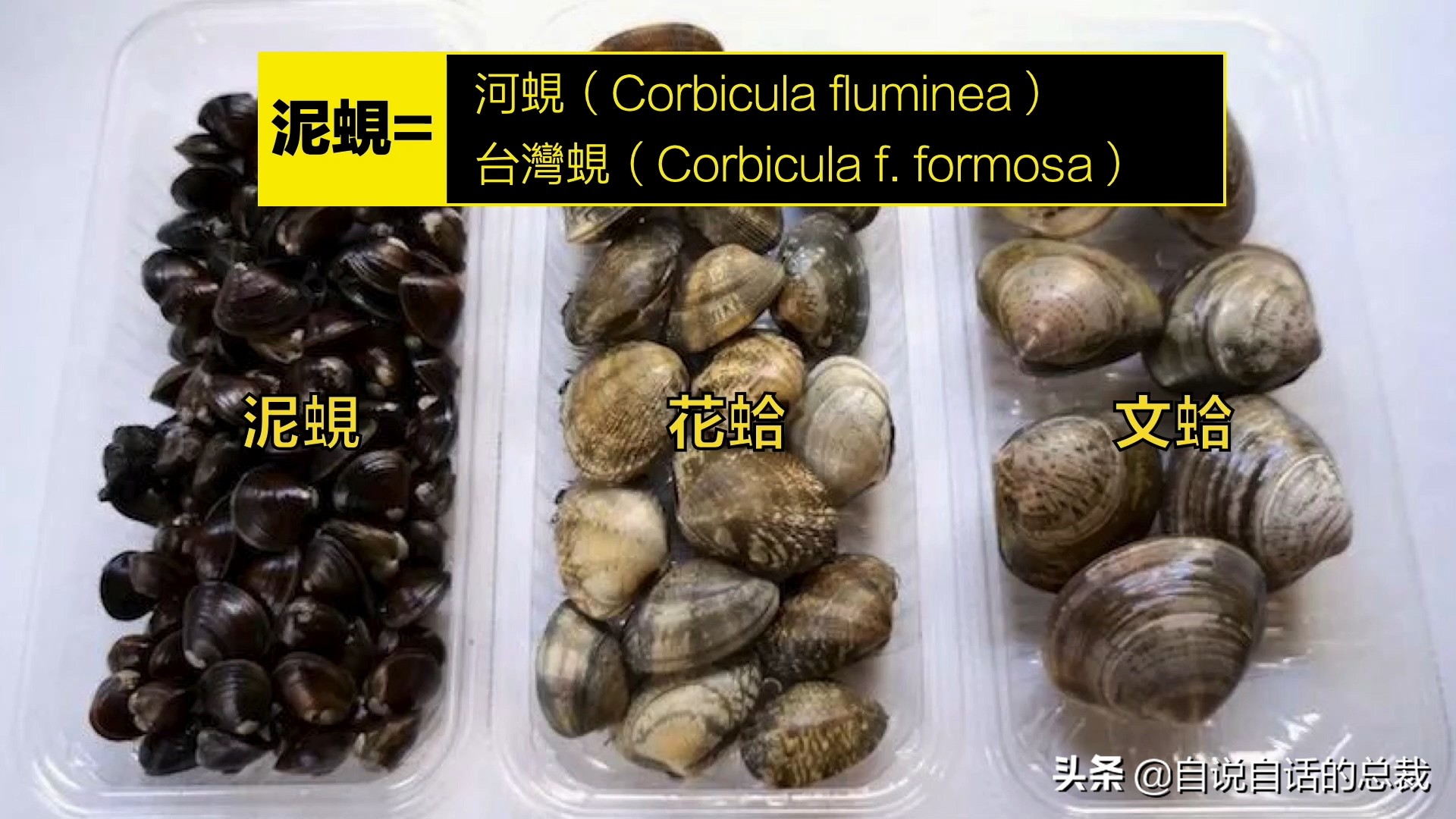 What is the difference between clams, cockles, clams, oysters, and