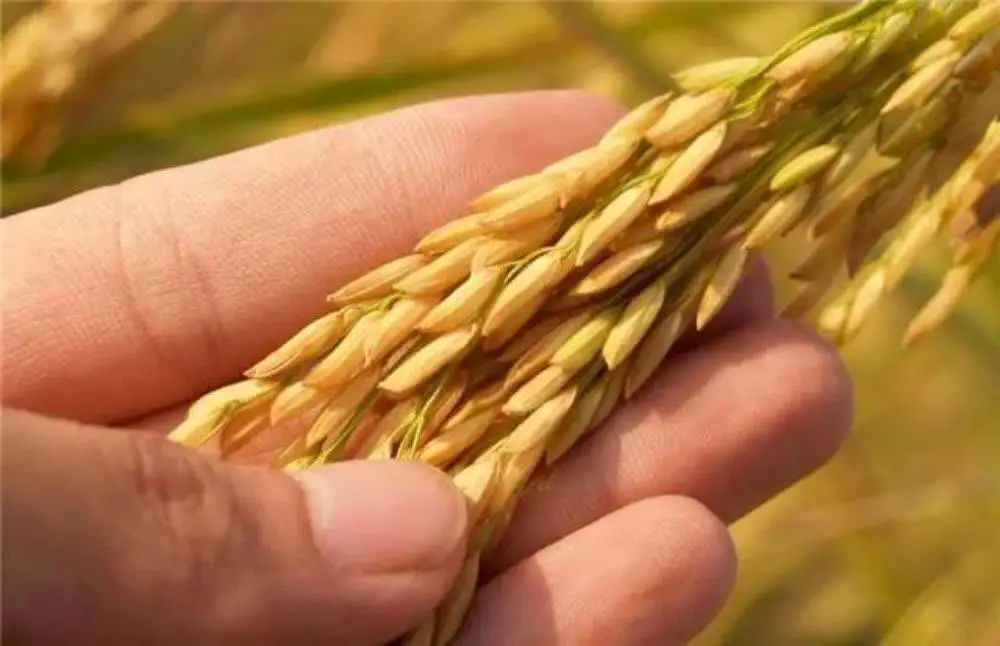 金百汇：利好消息频发，柬埔寨经济强势复苏中