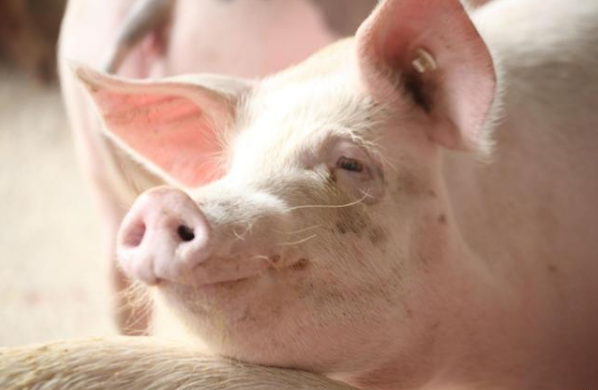 猪价“迎风大涨”，均价涨破19元，7月要再创新