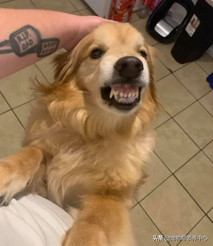 金毛因太凶要被安乐，男子勇敢收养后发现，它