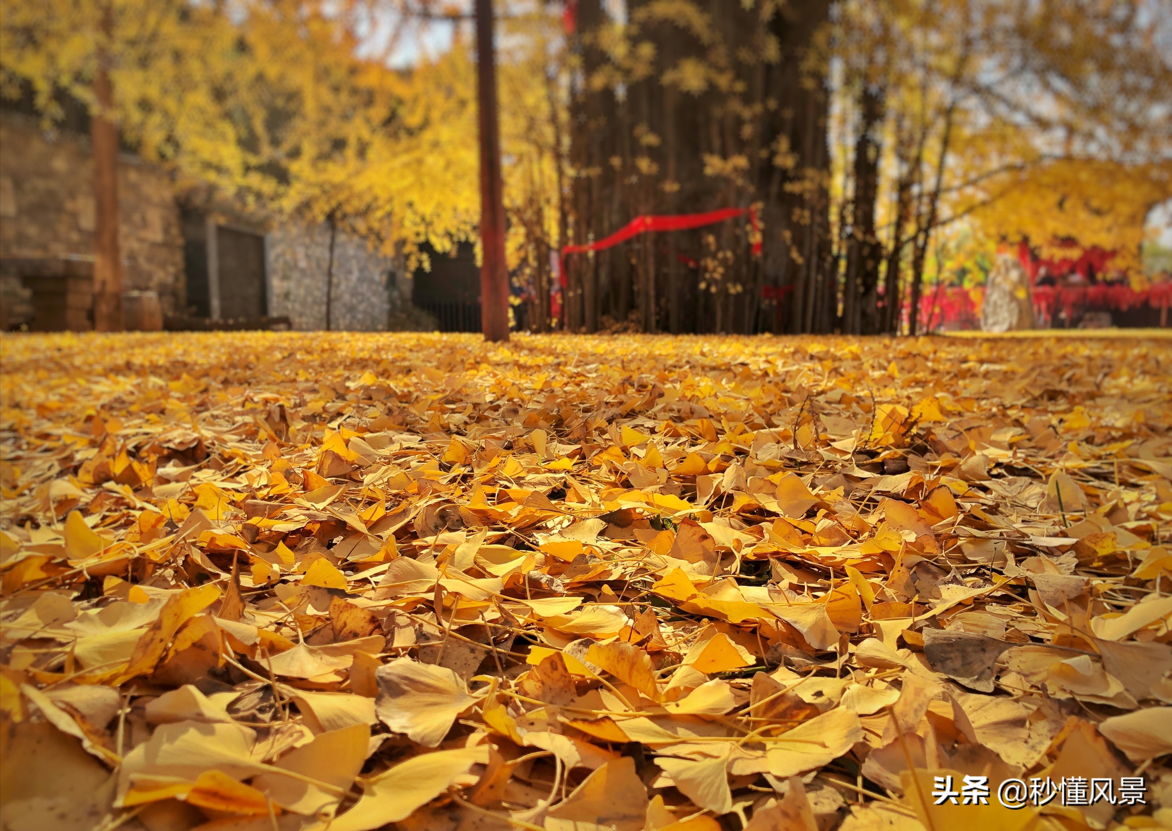 西安终南山 赏秋好去处 那里有棵1400年前唐太宗种的银杏树 旅游 蛋蛋赞