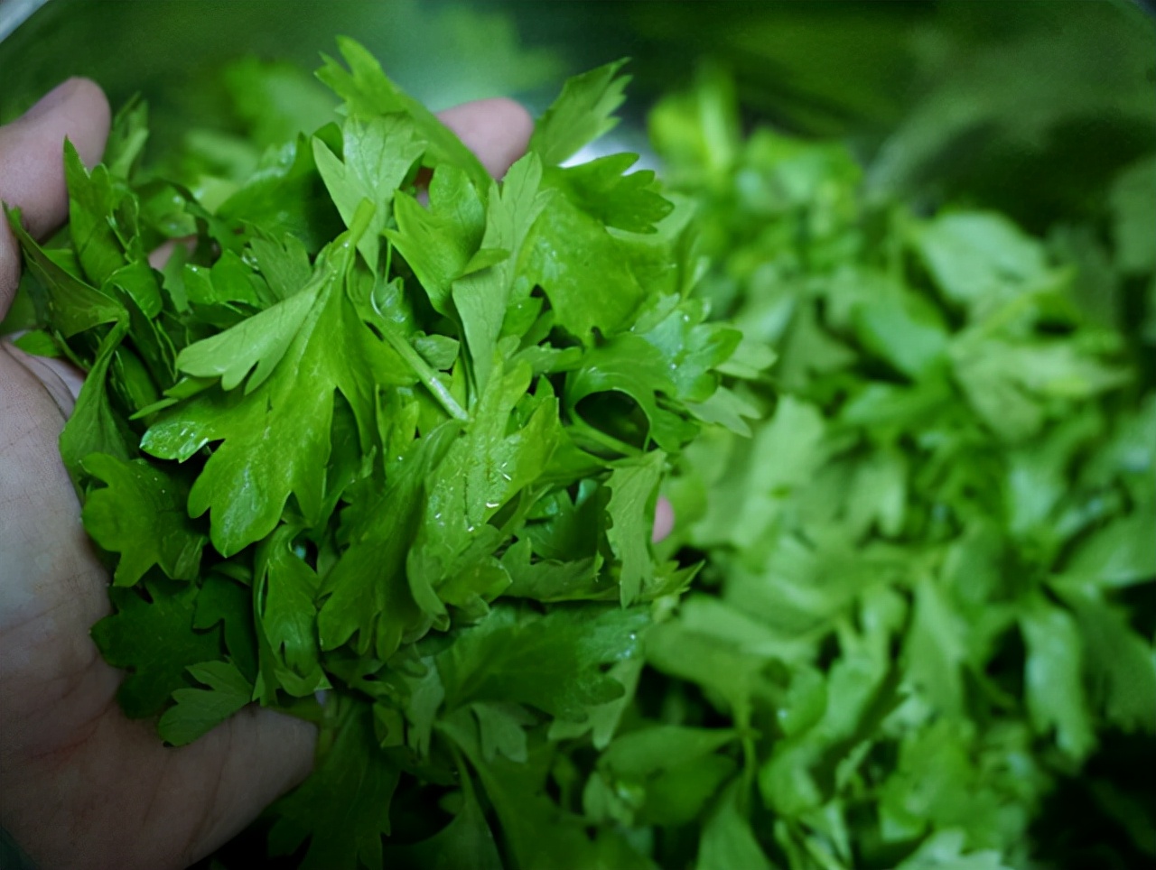 Why don't you eat celery leaves?For good health, it is to