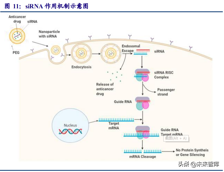 医药行业专题研究报告：小核酸优质赛道分析