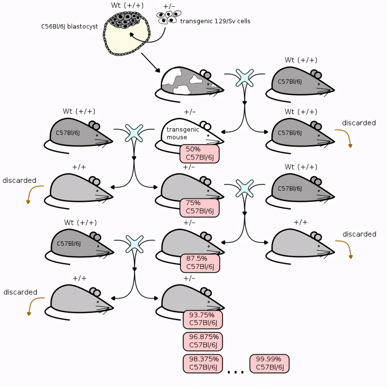 美國女星擁有兩種膚色，長大後發現，身體裏長著自己的雙胞胎姐妹
