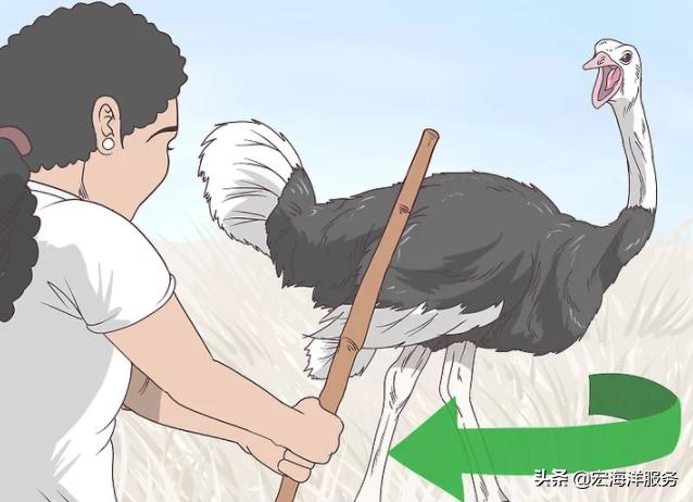 Ostritch Method Don't panic when you meet an ostrich. I have personally experienced how ...