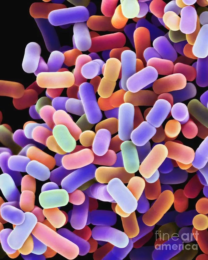 为什么乳酸菌对我们的健康很重要？