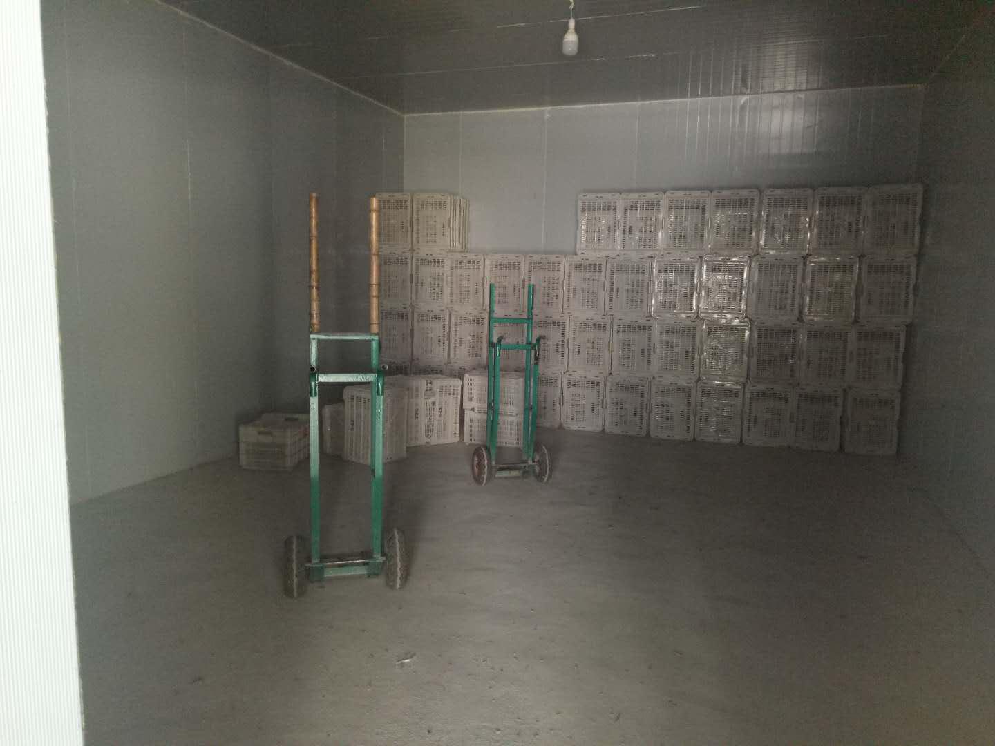 致富带头人|西峡县军马河镇：致富带头人建冷库带动贫困户增收