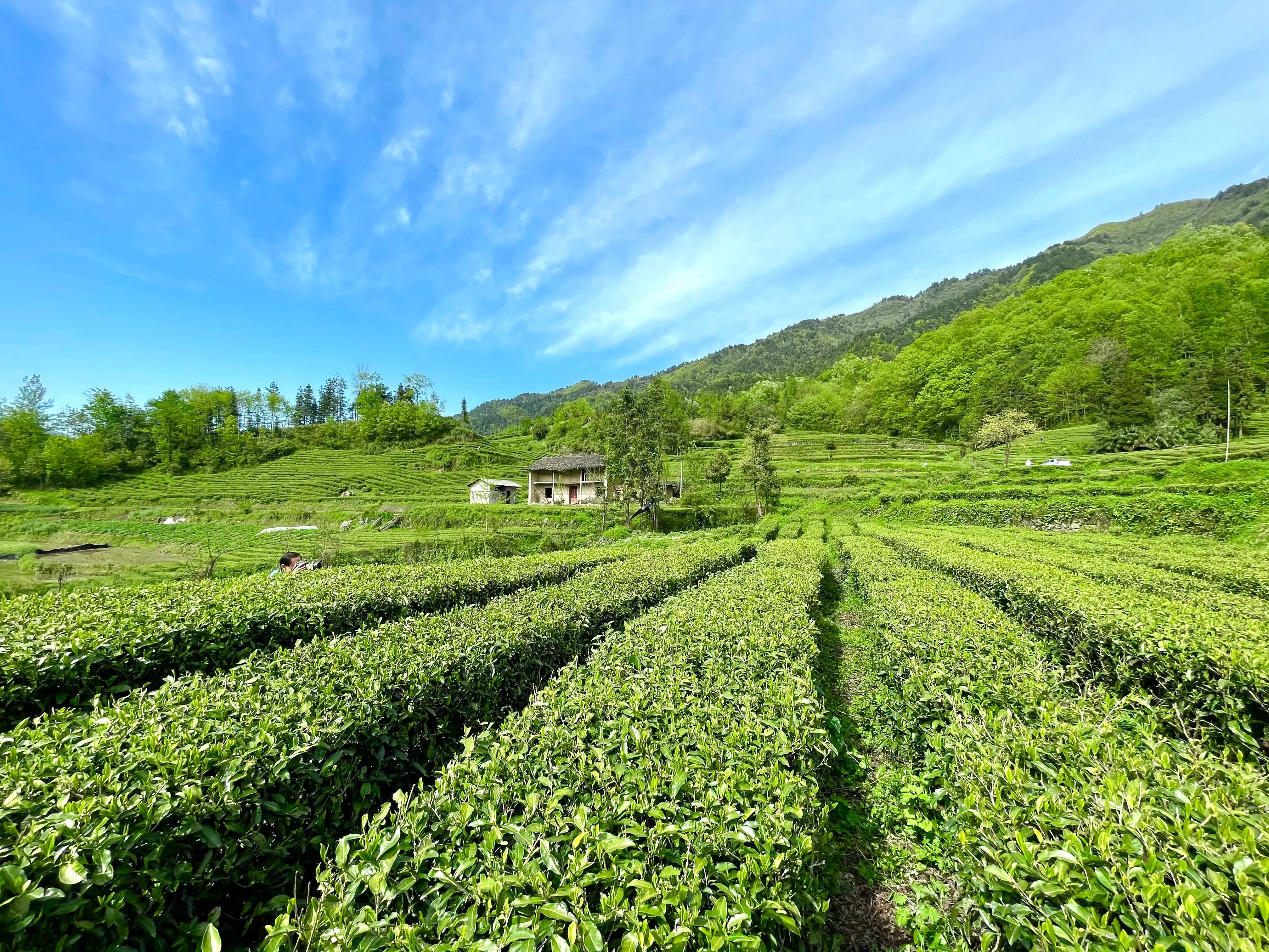 生態(tài)鎮(zhèn)巴，名茶之鄉(xiāng)，在鎮(zhèn)巴最美茶園采茶、品茗、觀(guān)云海