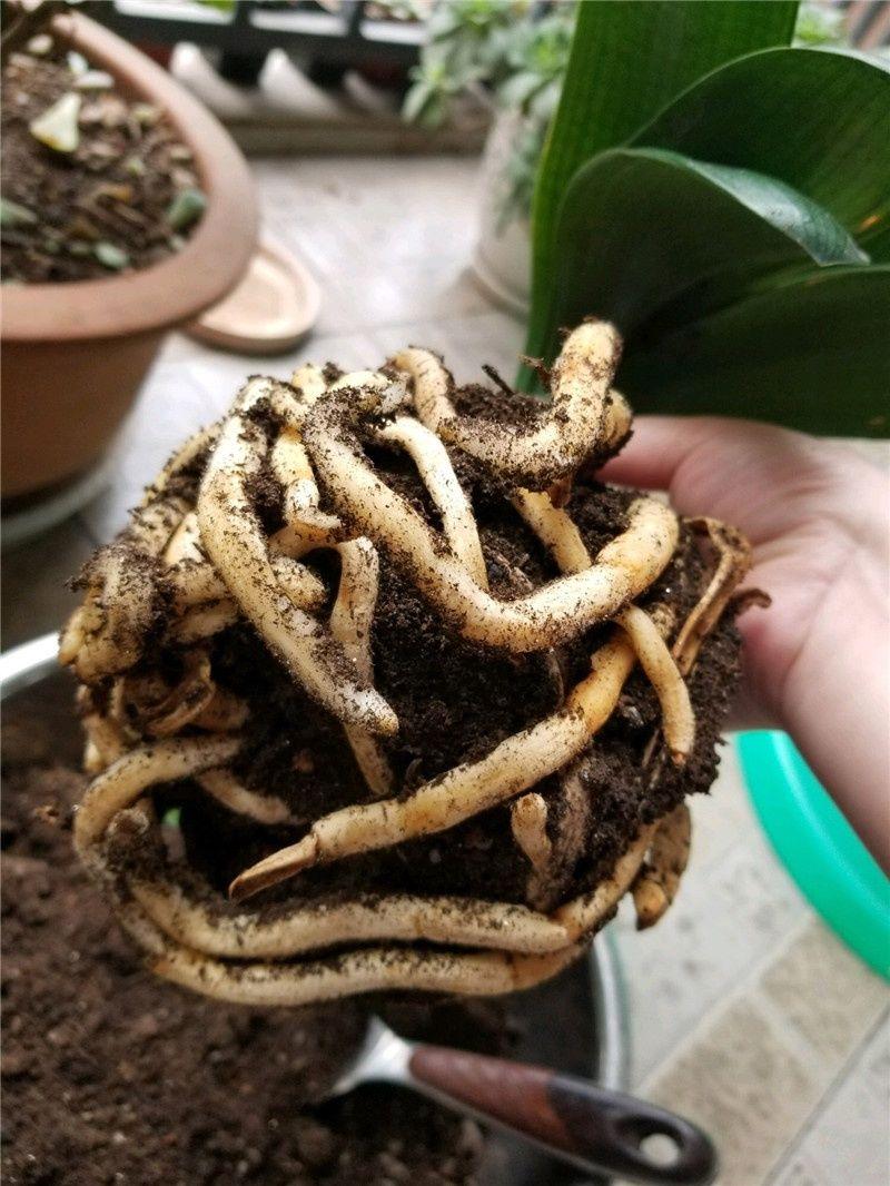 How to protect the roots of potted plants? Have you grasped these key ...
