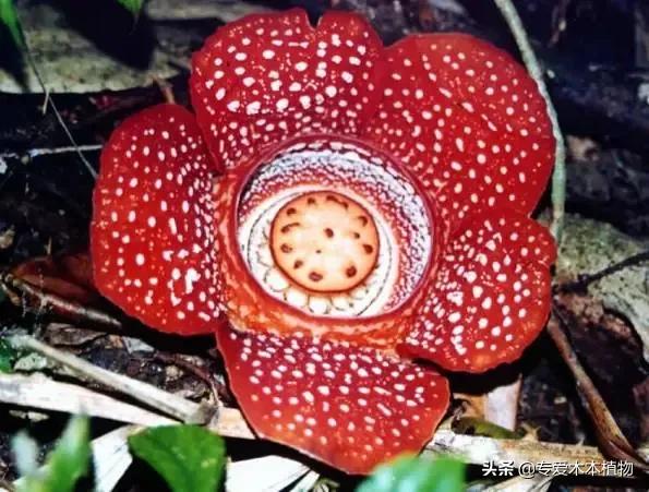 世界最珍贵最稀有名花 资讯咖