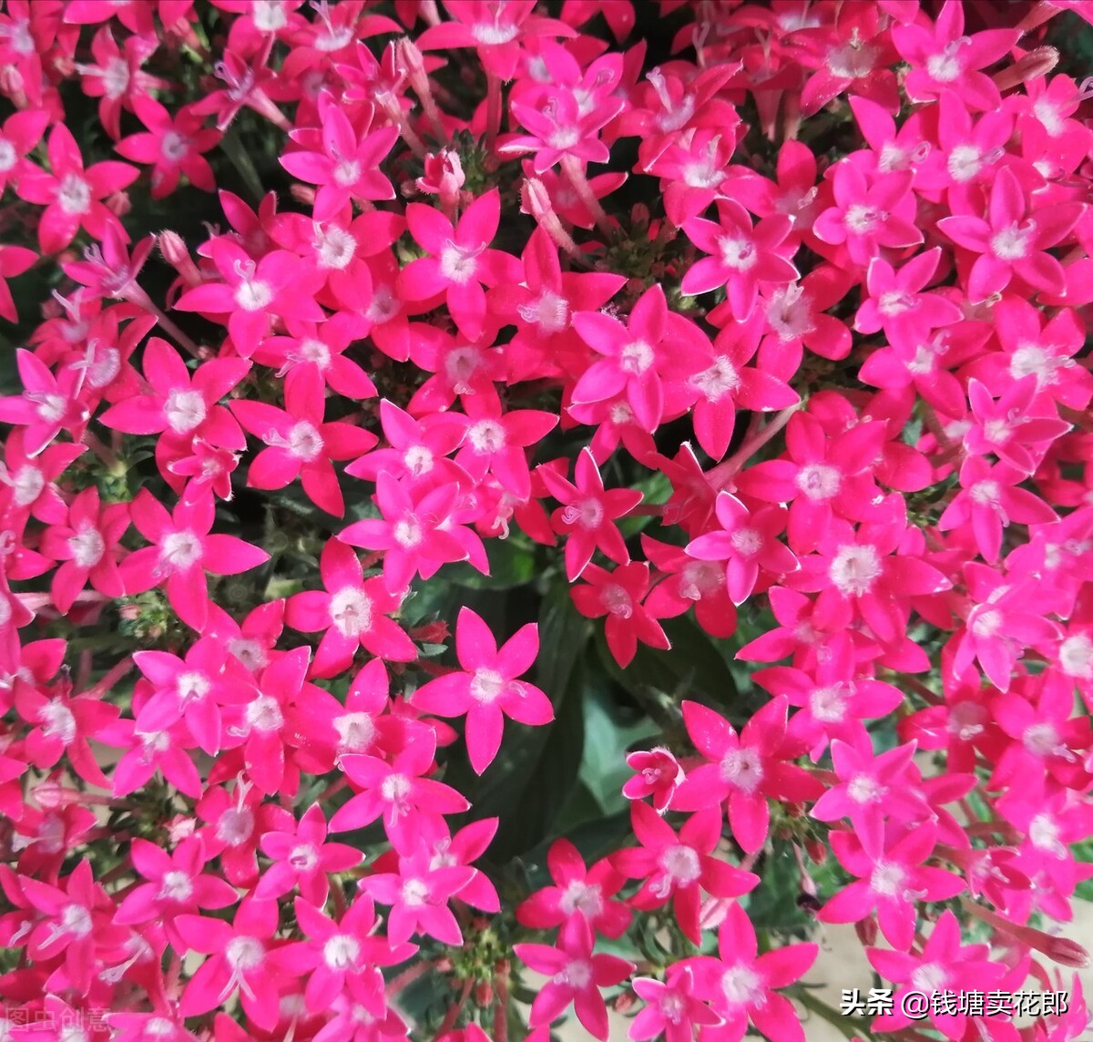 Although these three plants are herbaceous, they are not afraid of heat