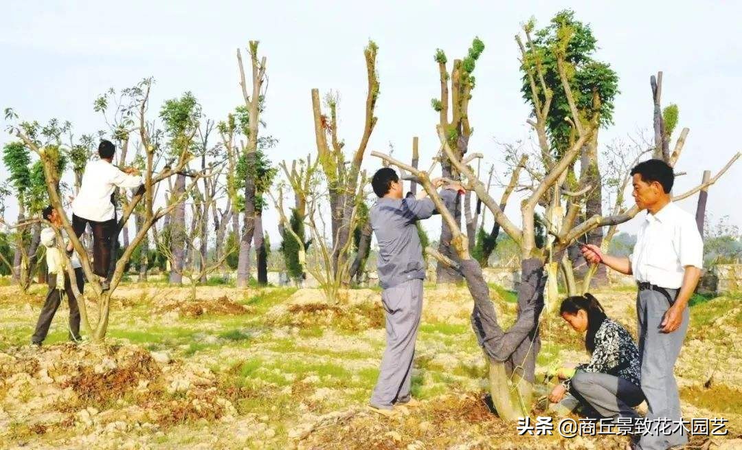 最全的园林景观绿化养护技术手册（园林人必藏）