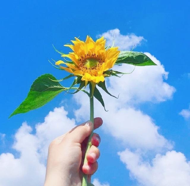 清晨太阳升起明亮你的心情 一声问候温暖你的心情图片