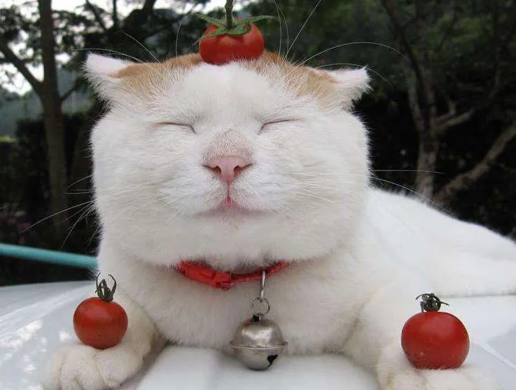 一组猫咪微笑的温暖图片：看完后心情都愉悦了