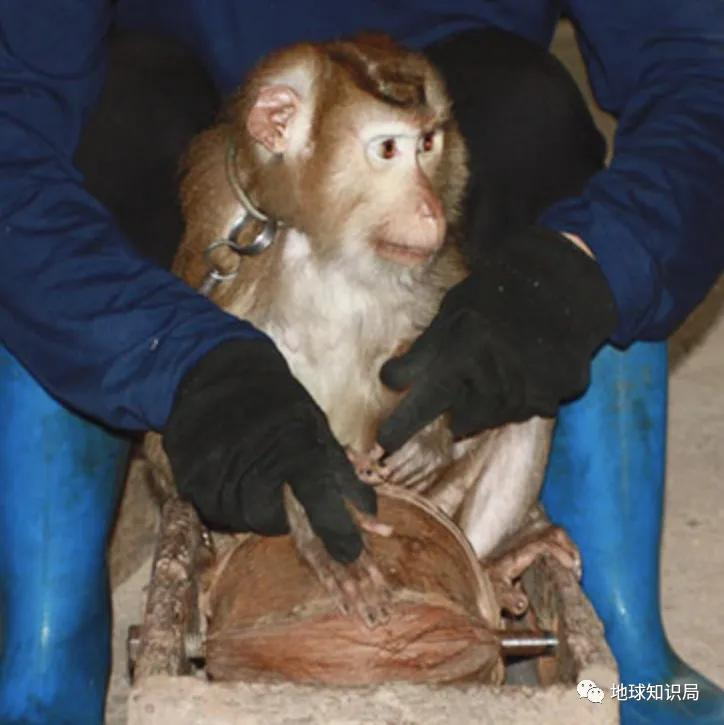 泰國猴子，有苦說不出 | 地球知識局