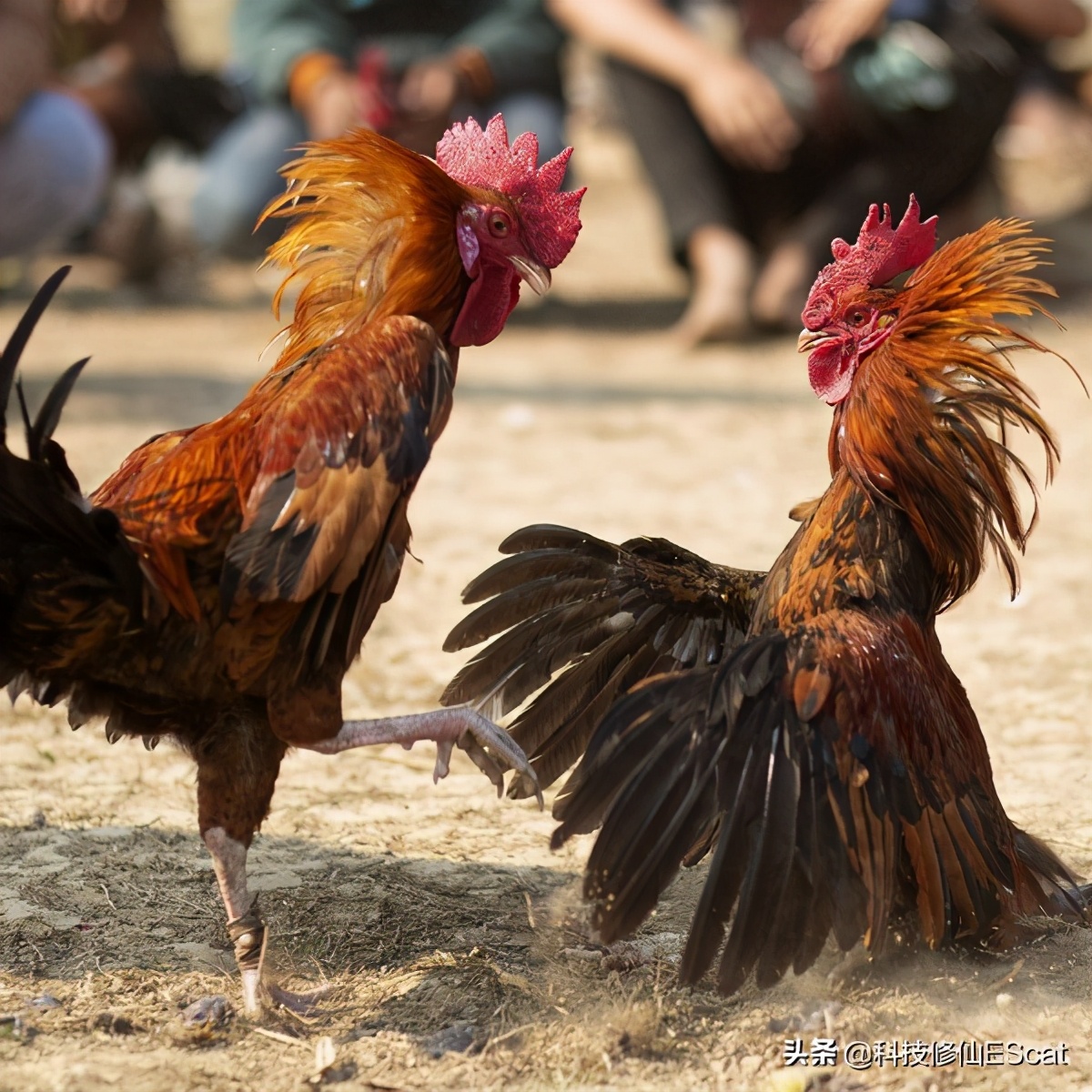 一印度男子参与斗鸡，意外被鸡伤了性命。斗鸡