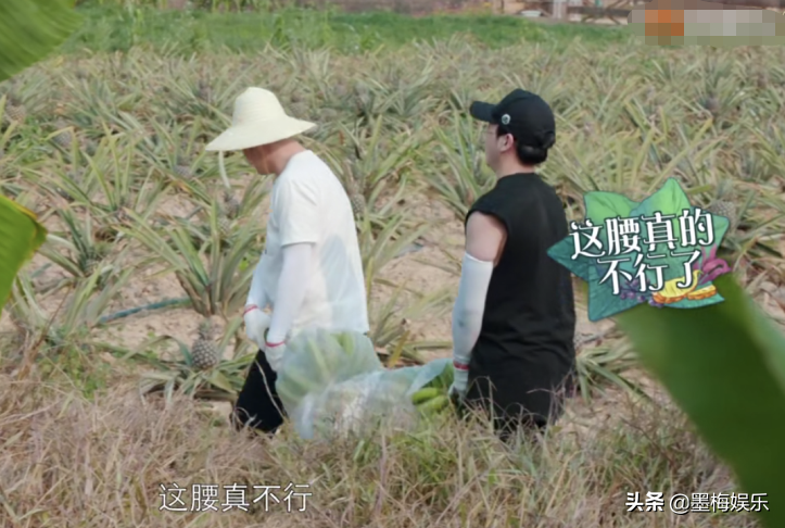 《向往的生活》滤镜有多强？在树上还是绿的香蕉，落地立马变色了