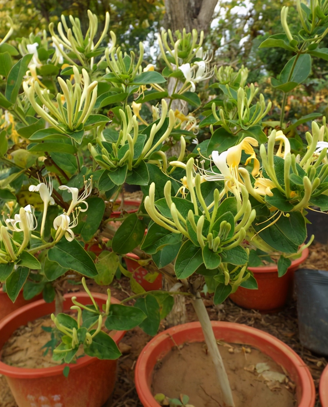 金銀花矮化成盆栽 家裏也能養 真的香 花卉網 Mdeditor