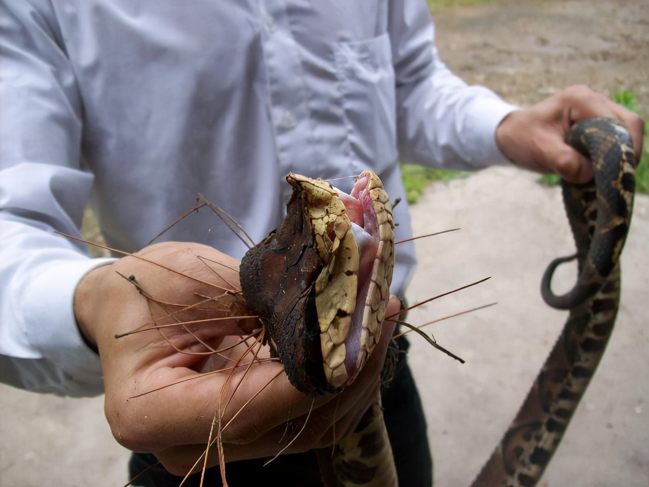 A snake sells for one million?Called the giant panda among snakes, it ...