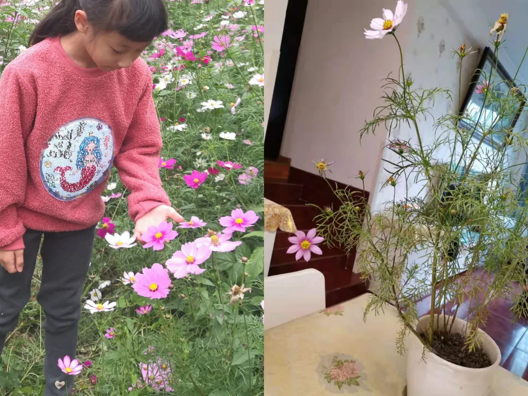 成都高新区中和小学开展“种植劳动”主题课程
