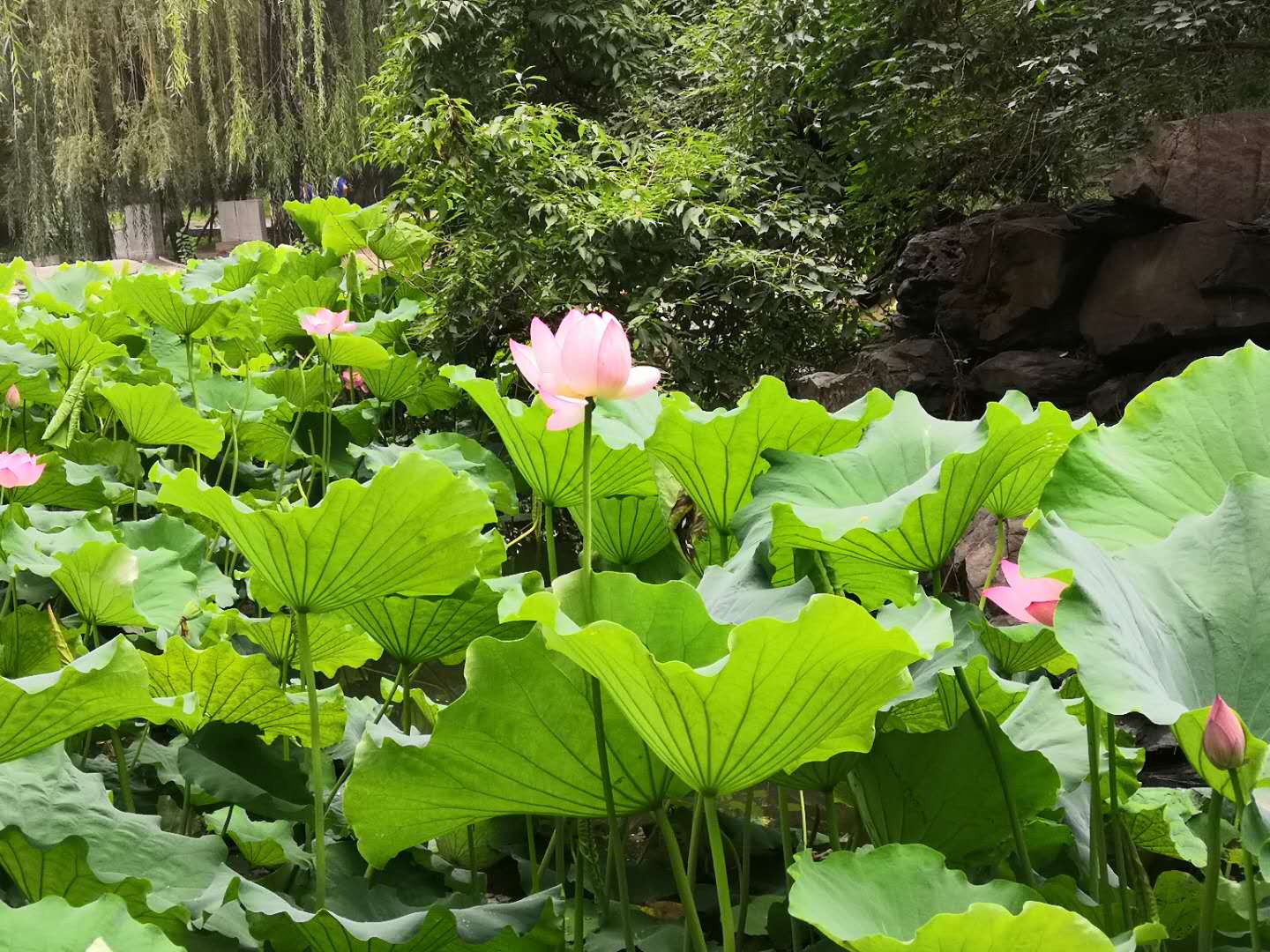 大学英语四六级考试听力技巧 蜻蜓点水 三法则 其他 蛋蛋赞