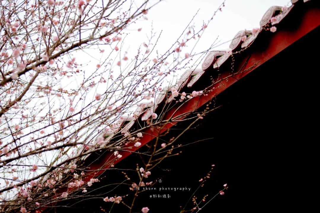 40位知名诗人，一人一句雪的诗词，治愈了整个冬天-第5张图片-非凡网