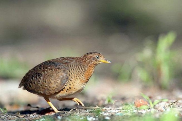 乡间的“老牛哞 ”，叫声如牛哞，被误认为是“