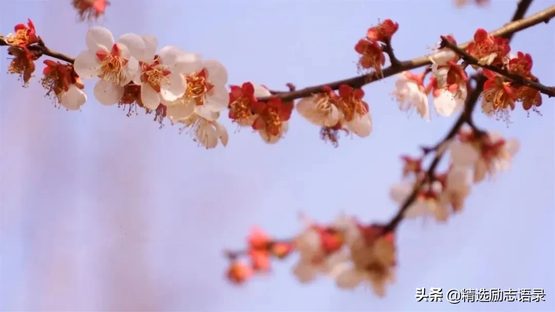 武汉的樱花，开了