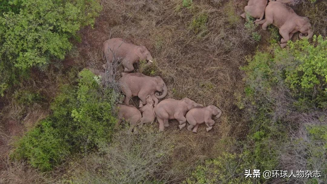 象群到家！對(duì)話“追象人”：一路上我們滿嘴潰瘍，它們吃胖了