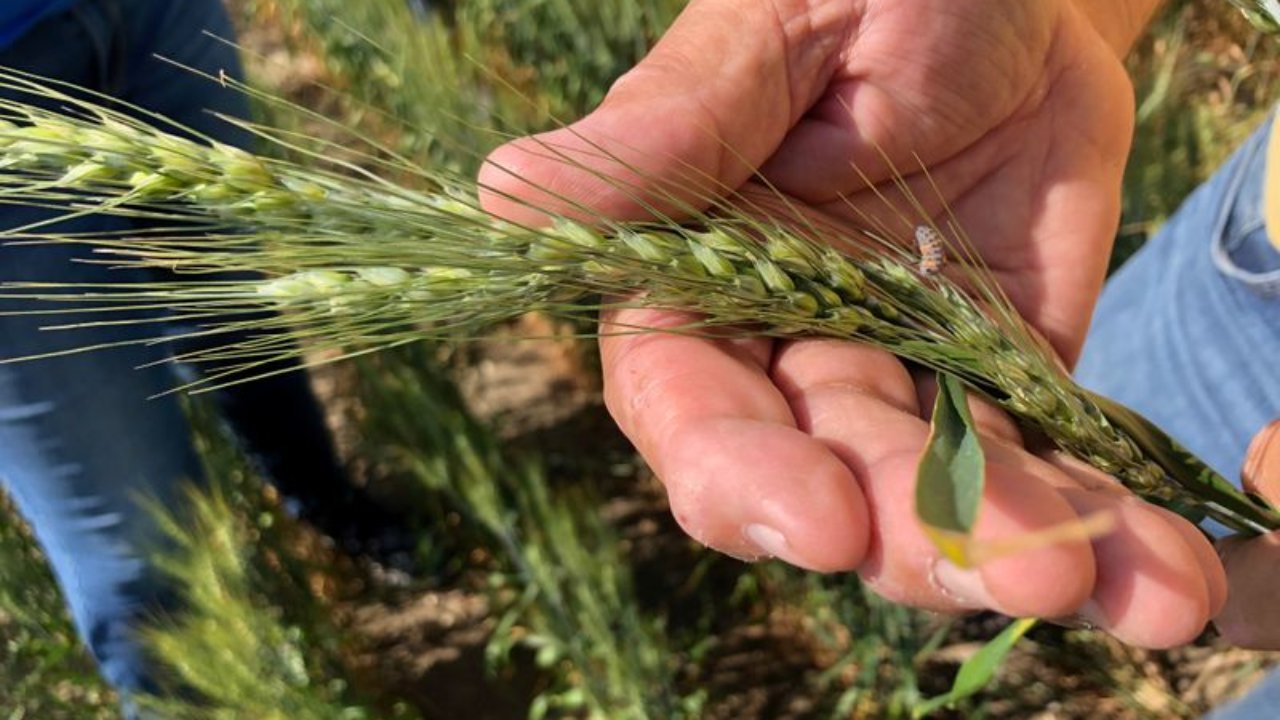 拜登收到喜訊，美國農民收入大漲，中國養豬場竟成美國搖錢樹