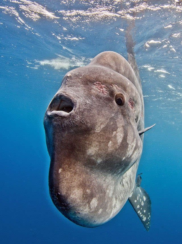 Sunfish Defence How can a sunfish with almost no combat and defense capabilities ...
