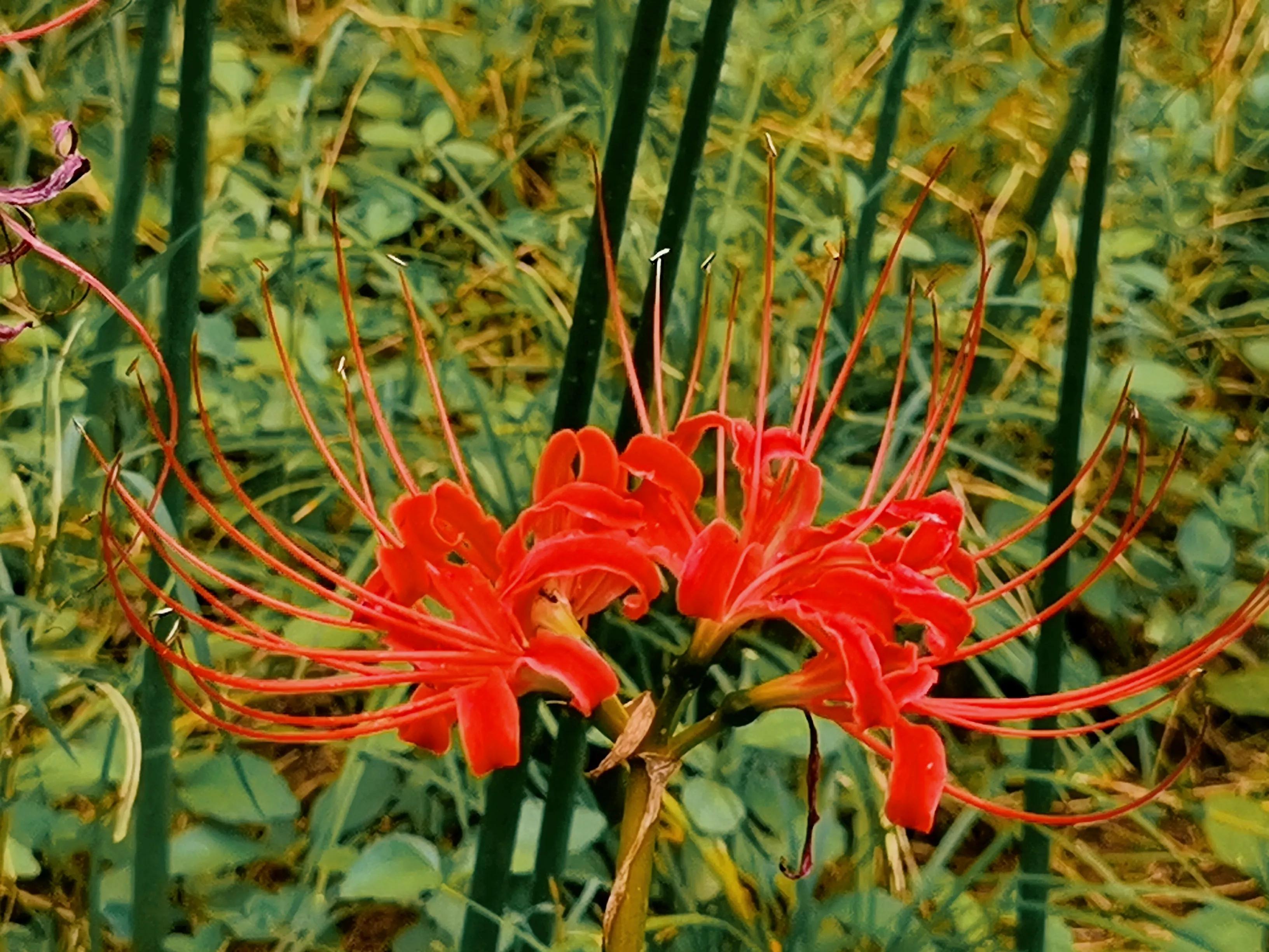 彼岸花 開彼岸 只見花 不見葉 資訊咖 彼岸花 開彼岸 只見花 不見葉 資訊咖