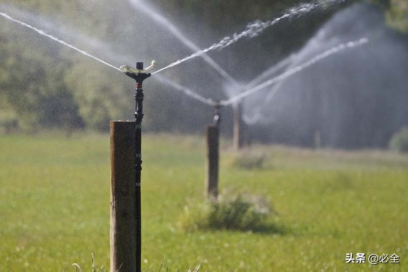 春季各類苗木如何正確澆灌返青水？