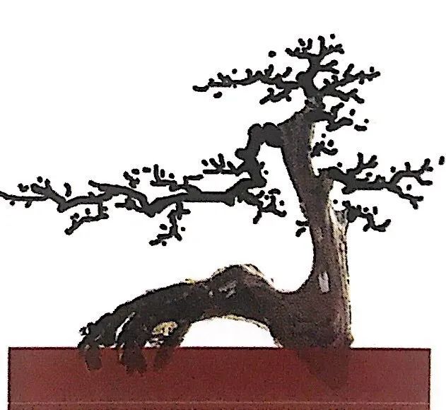 围着罗汉松桩材左端详右琢磨，想下手先模仿罗汉松造型秘笈！