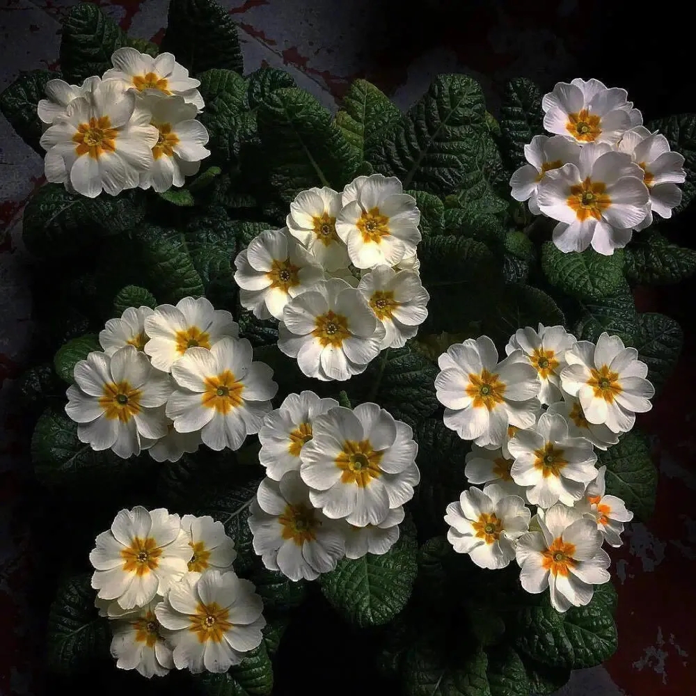 置顶文案背景图要在不愉快的日子里，搜刮生活藏起来的温柔