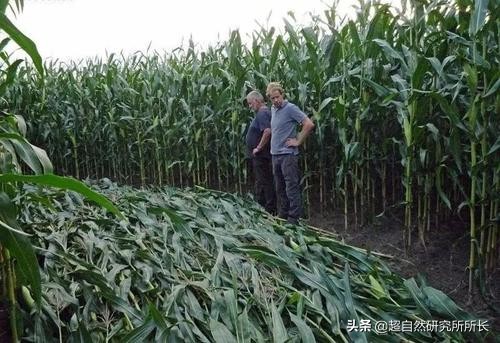 麥田怪圈竟然是假的？究竟是人為還是某種未知的傑作？