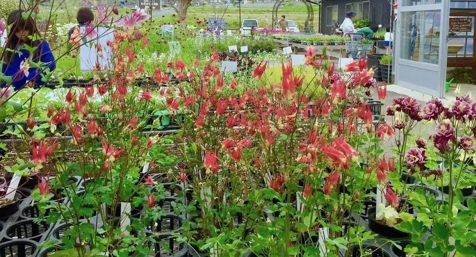 4月不打理花园 5月就会烦恼 资讯咖