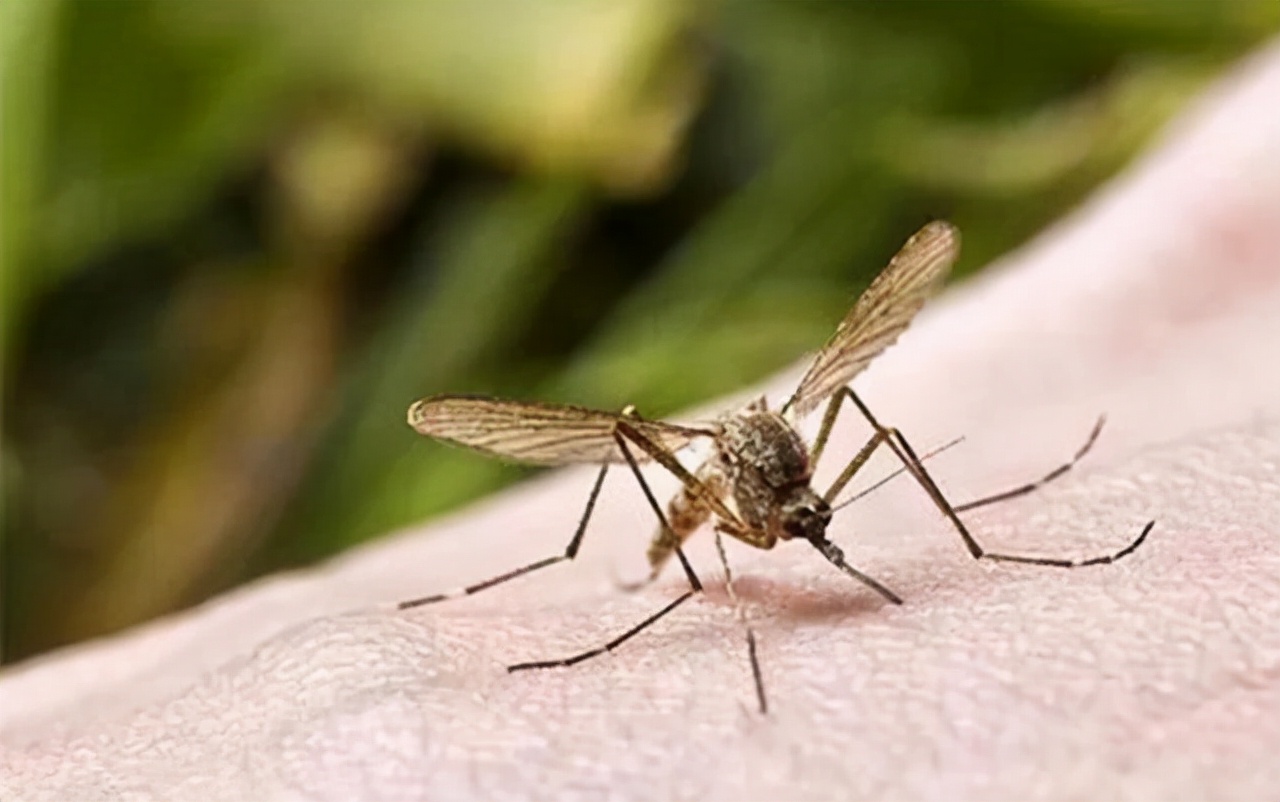 Before going to bed, put a clove of garlic under the pillow. After a