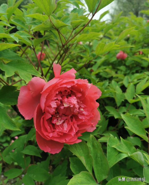 4月10日洛阳牡丹花情预报 河洛旅游网