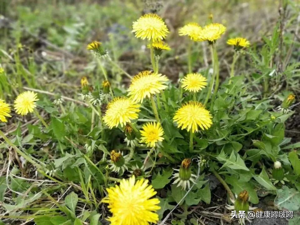 春養肝，正當時，堅持�一清、二少、三多、四不�，肝好你更好