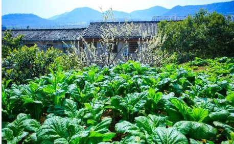 生活简单而快乐的句子，句句宽心图片