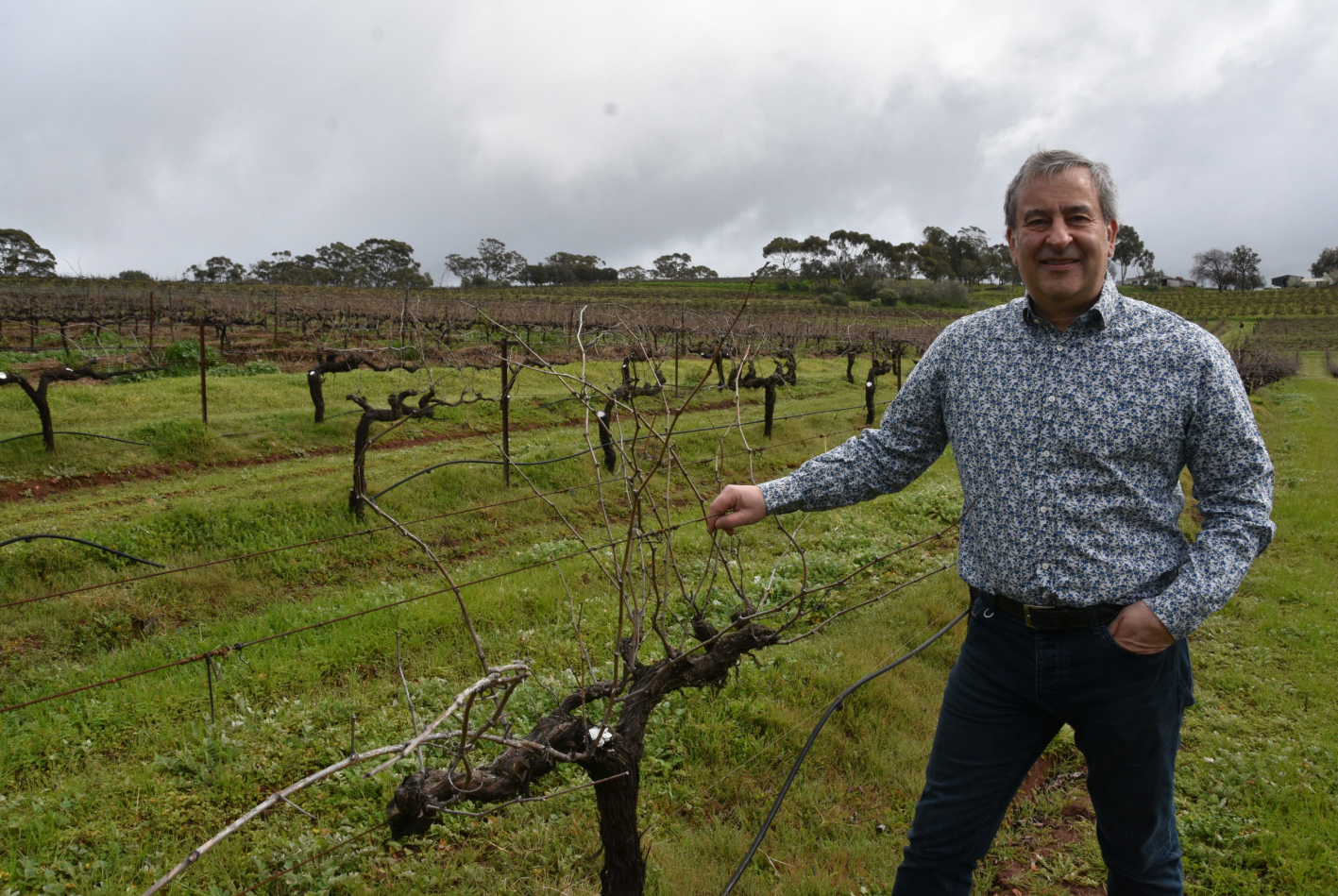 澳大利亞國內�自相殘殺�，多家酒莊遭抵制：只因董事是中國人