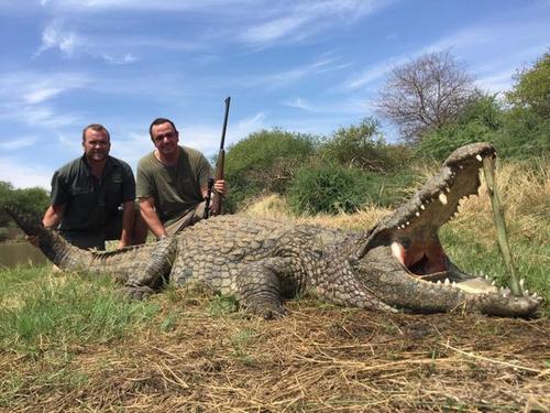 澳大利亞的鱷魚也泛濫了？猛增15萬條，“鱷魚獵人”開始吃香