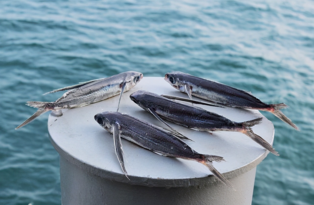 悲慘的飛魚(yú)：即使學(xué)會(huì)了飛行，逃到天空，依然會(huì)被海鳥(niǎo)吃掉